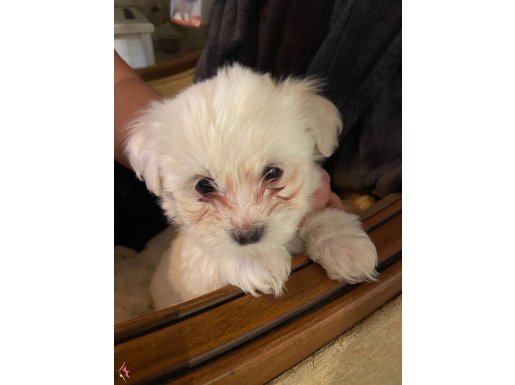 Malties terrier 2 aylık
