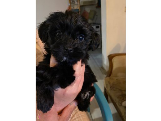 Maltese terrier sahiplendiriyoruz 2 aylık