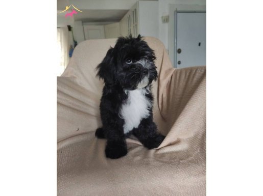 Maltese terrier sahiplendiriyoruz 3 aylık