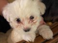 Malties terrier 2 aylık