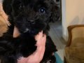 Maltese terrier sahiplendiriyoruz 2 aylık