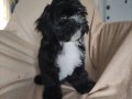 Maltese terrier sahiplendiriyoruz 3 aylık