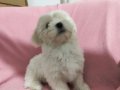 3 Aylık Erkek Terrier 