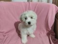 3 Aylık Erkek Terrier 