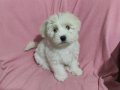 3 Aylık Erkek Terrier 