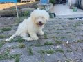 4 Aylık Erkek Terrier