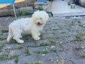 4 Aylık Erkek Terrier