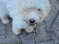 4 Aylık Erkek Terrier