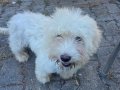 4 Aylık Erkek Terrier