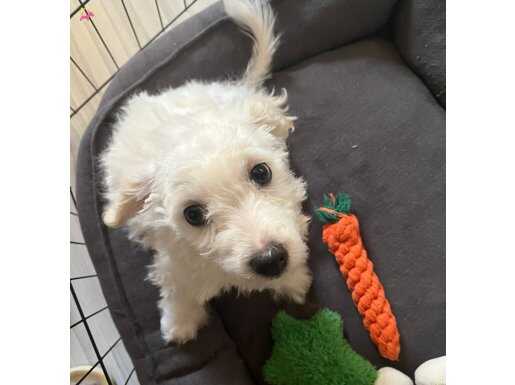 Maltipoo 3 aylık yavru