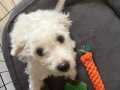 Maltipoo 3 aylık yavru
