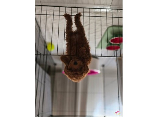 Teacup toy poddle