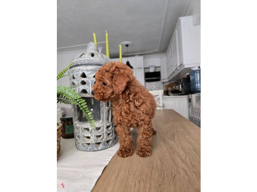 Teacup red brown toy poddle