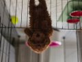 Teacup toy poddle