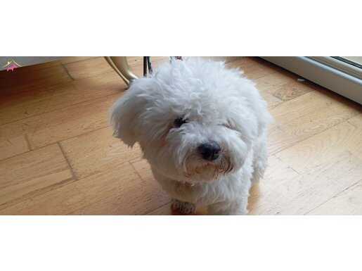 Aşısı tam 1 aylık eğitimli maltese terrier