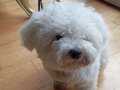 Aşısı tam 1 aylık eğitimli maltese terrier