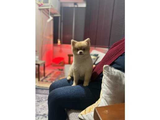 Oyuncu köpeğimiz sahiplendirilecektir