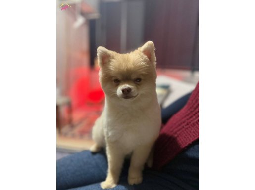 14 aylık pomerian boo sevimli