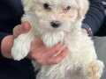 3 Aylık Erkek Aşıları Tam Maltese Terrier