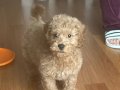 3 AYLIK TOY POODLE