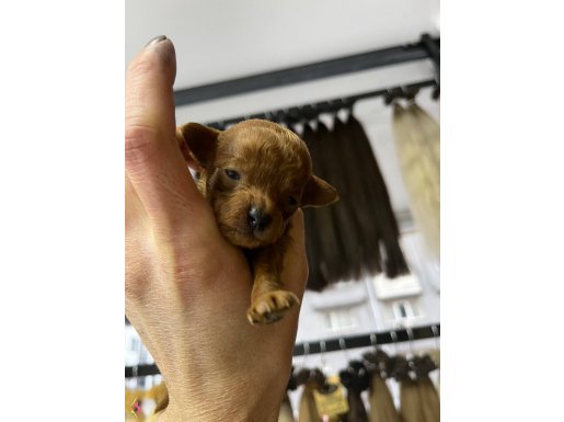 Yavrularımız orijinal toy poodle 