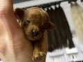 Yavrularımız orijinal toy poodle 