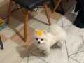 Pomeranian boo pablo yeni yuvası aranıyor