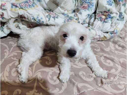 1 yaşında sorunsuz sıkıntısız maltese terrier 