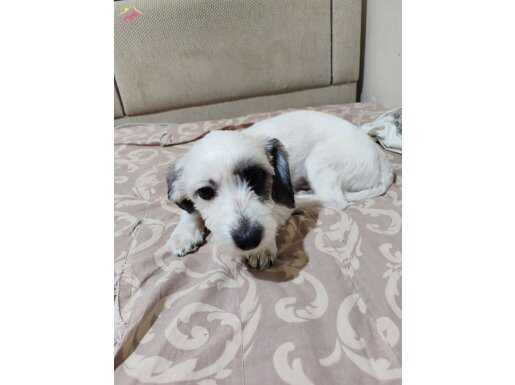 Sağlıklı sorunsuz 1 yaşında maltese terrier 