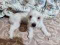 1 yaşında sorunsuz sıkıntısız maltese terrier 