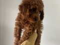 Toy poodle yavru 