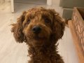 Saf kan secereli poodle