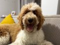 Çift renk dev poodle yavrular 