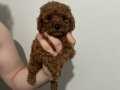 TOYPOODLE SAF KAN EV ORTAMINDA 