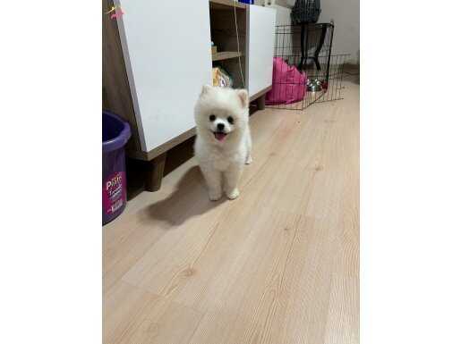 4 aylık dişi pomeranian boo 