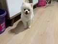 4 aylık dişi pomeranian boo 