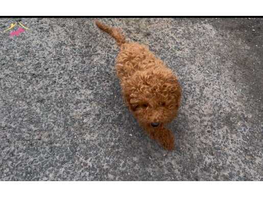 UYGUN TOY POODLE 5 aylık orjinal eğitimli