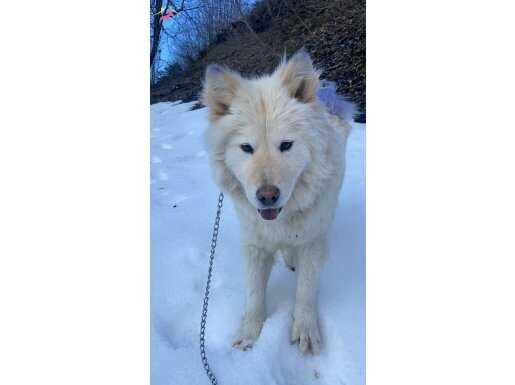 Samoyed 6 aylık full eğitimli 