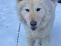 Samoyed 6 aylık full eğitimli 