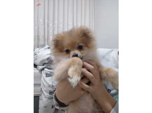 4 aylık pomeranian