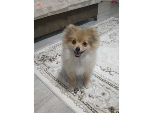 Acil pomeranian uygun fiyata
