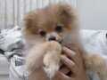 4 aylık pomeranian