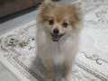 Acil pomeranian uygun fiyata