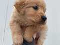 Golden retriever 2 aylık aşıları yapıldı 