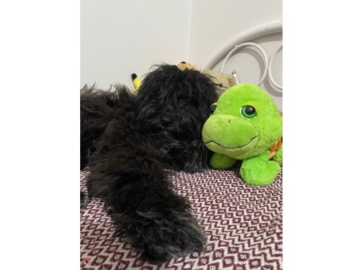 9 aylık black labrodoodle