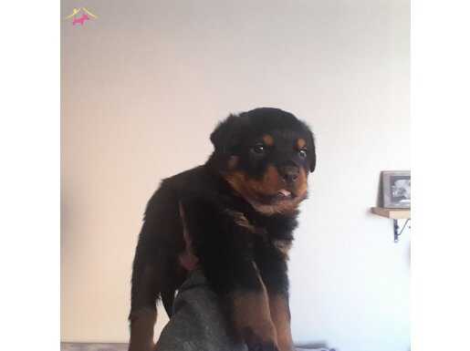 A kalite  Erkek 