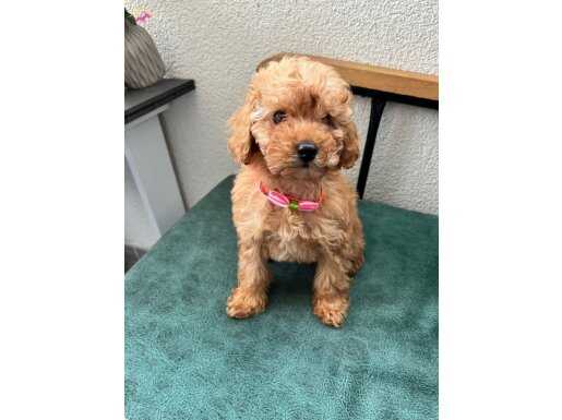 2 AYLIK TOY POODLE