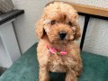 2 AYLIK TOY POODLE