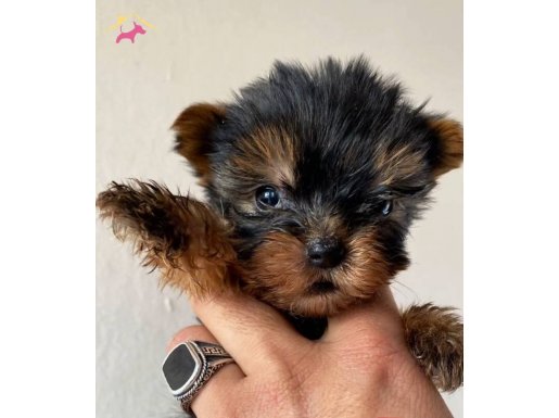 T-cup Yorkshire terrier