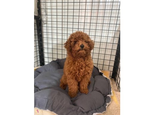RED BROWN MİNİ POODLE 